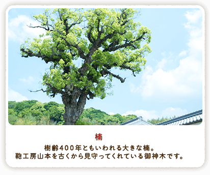 楠