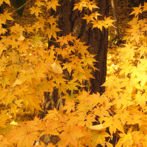 鞄工房山本版 奈良ガイド 「紅葉では無く黄葉〜橿原の秋」
