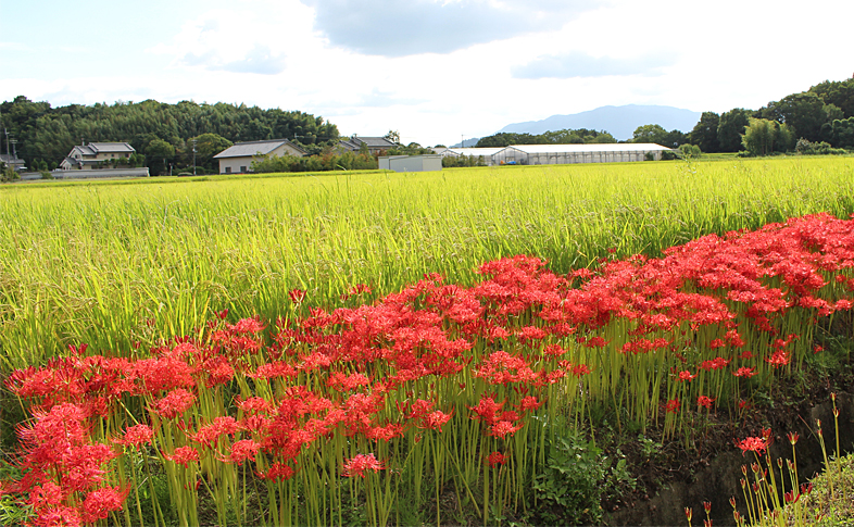 明日香村