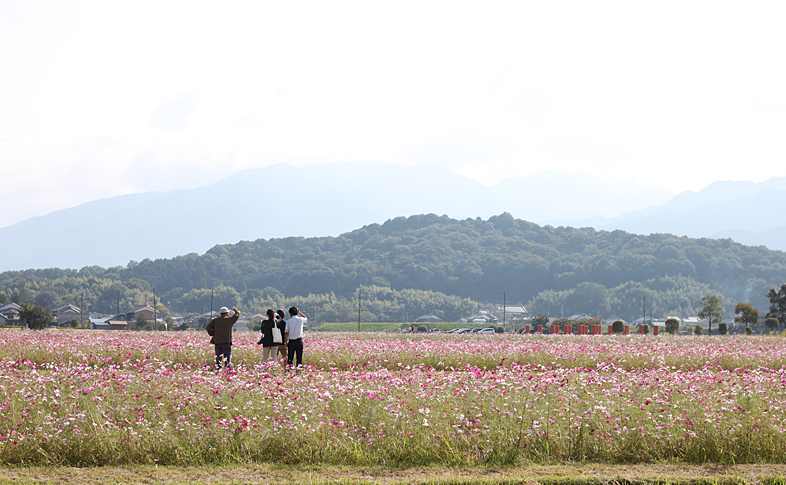 鞄工房山本 ランドセルBLOG「藤原宮跡のコスモス」