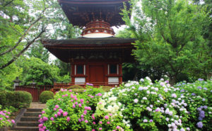 鞄工房山本版 奈良ガイド　～「久米寺」のあじさい園を訪れました～