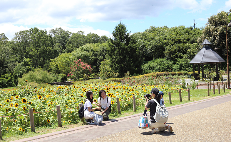 ひまわり畑で撮影する人々