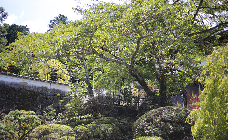 樹齢500年のさつき