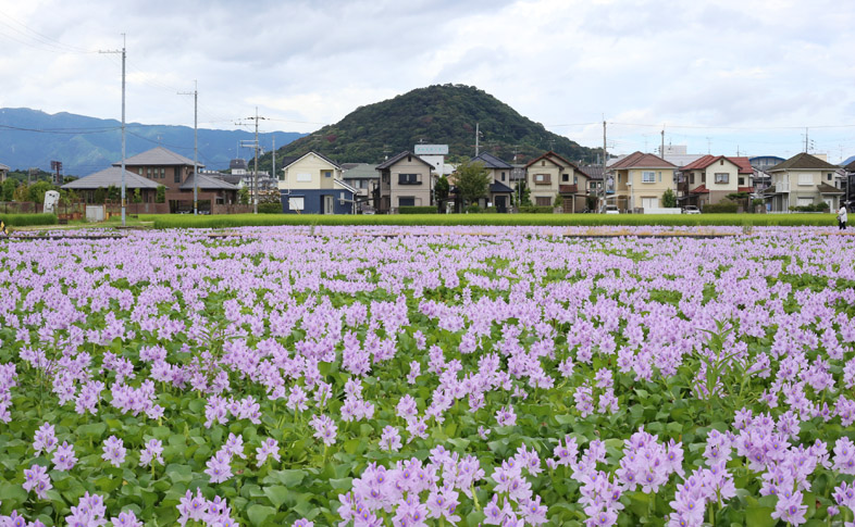 ホテイアオイと畝傍山の画像