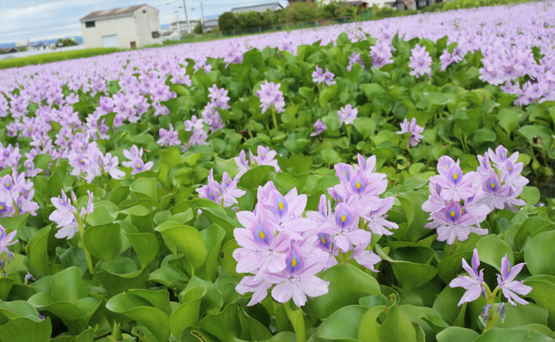 ホテイアオイの花々の画像