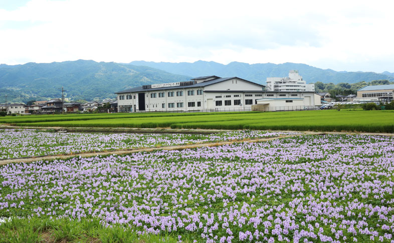 一面ホテイアオイの画像