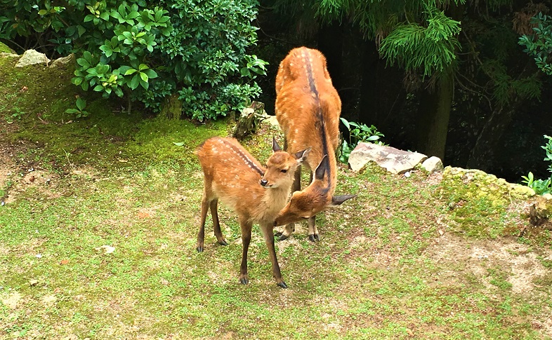 宮島の鹿