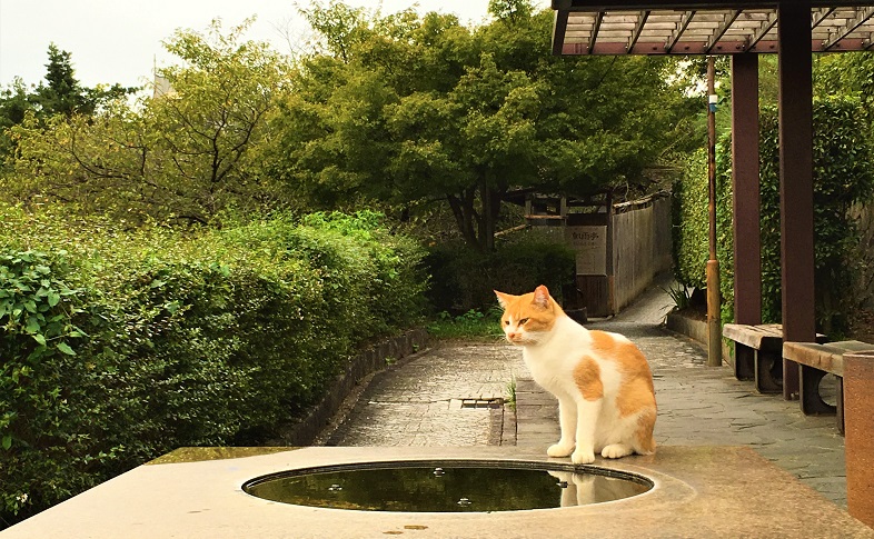 猫