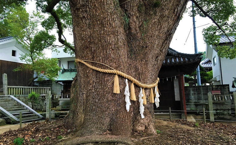 艮神社のクスノキ