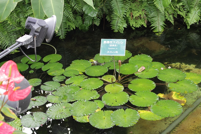 池のスイレン