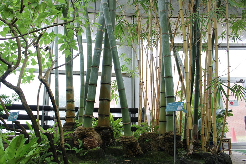マングローブの竹
