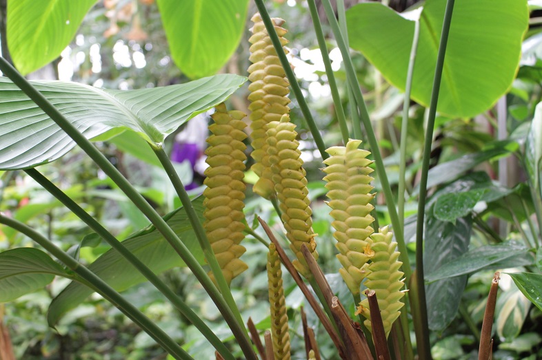 バナナの花