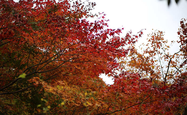 境内の紅葉