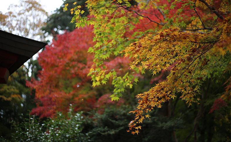 紅葉のグラデーション