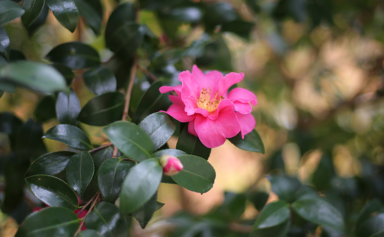 ピンクのお花