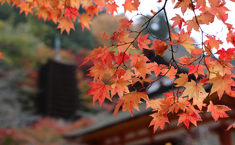 紅葉と社殿