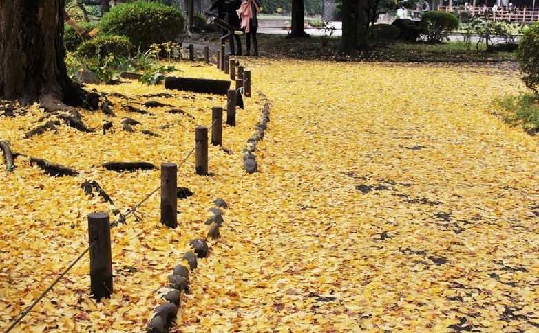 イチョウ道