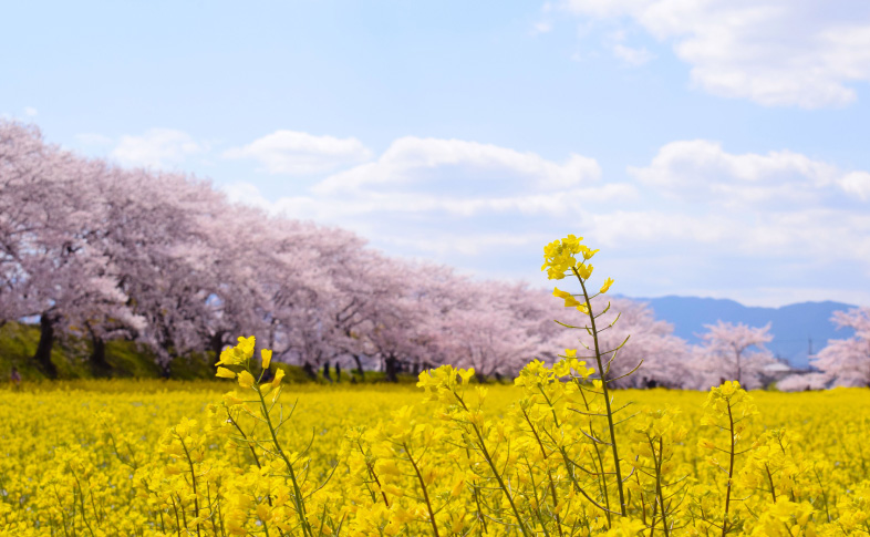 藤原宮跡の菜の花と桜