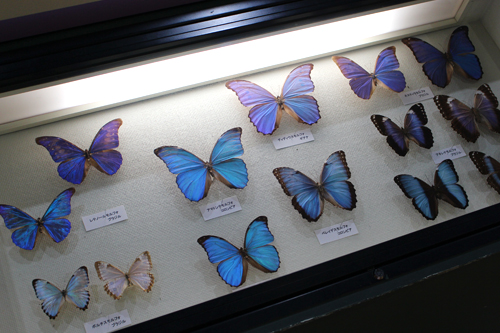 鞄工房山本版　奈良ガイド　600匹の蝶が舞う「橿原市昆虫館」