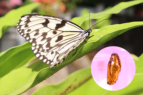 鞄工房山本版　奈良ガイド　600匹の蝶が舞う「橿原市昆虫館」