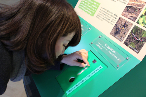 鞄工房山本版 奈良ガイド 600匹の蝶が舞う「橿原市昆虫館」